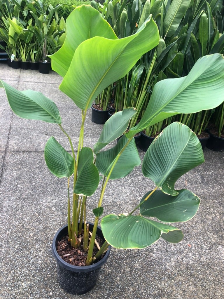calathea-lutea-cuban-cigar-southcoast-plants