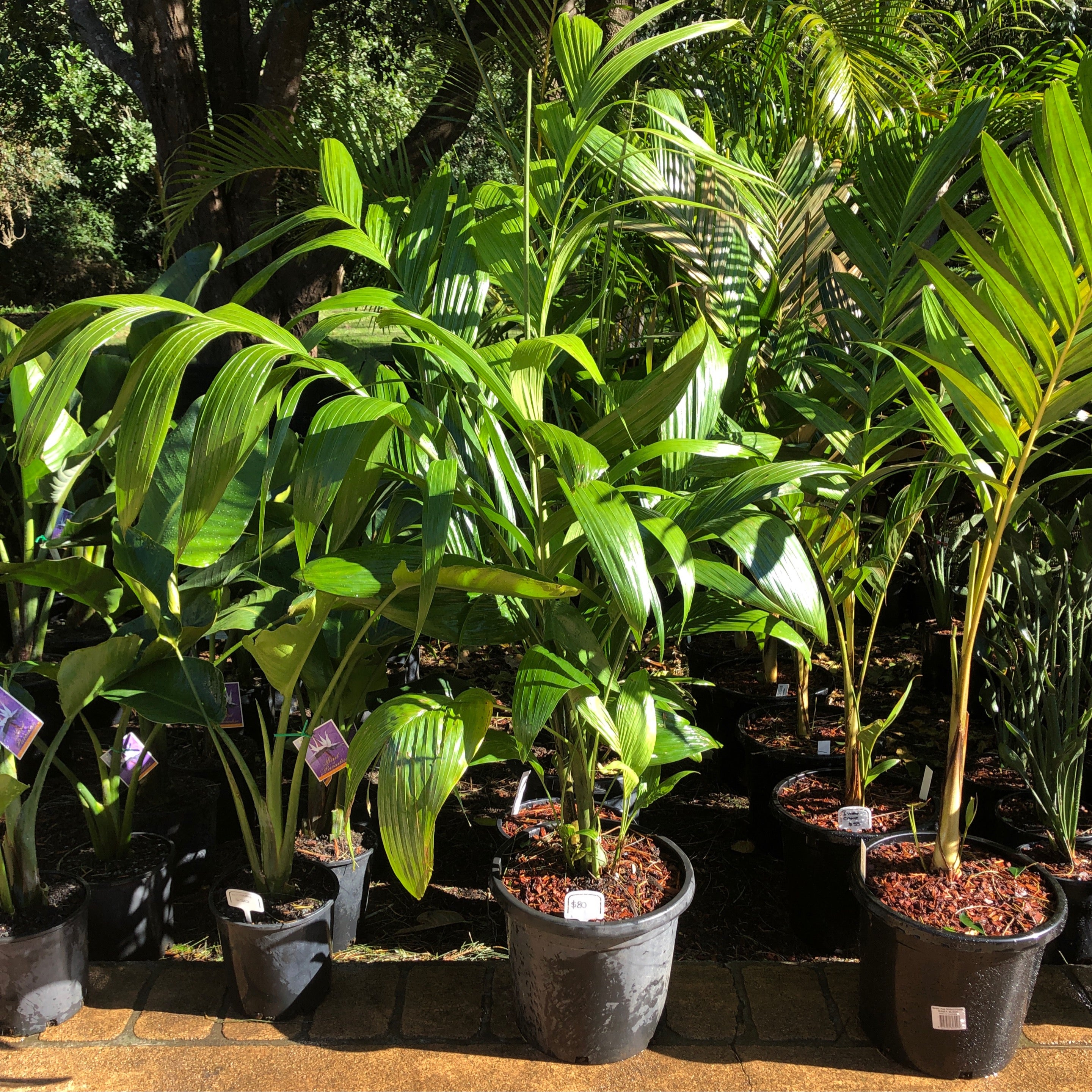 betel-nut-clumping-areca-triandra-southcoast-plants