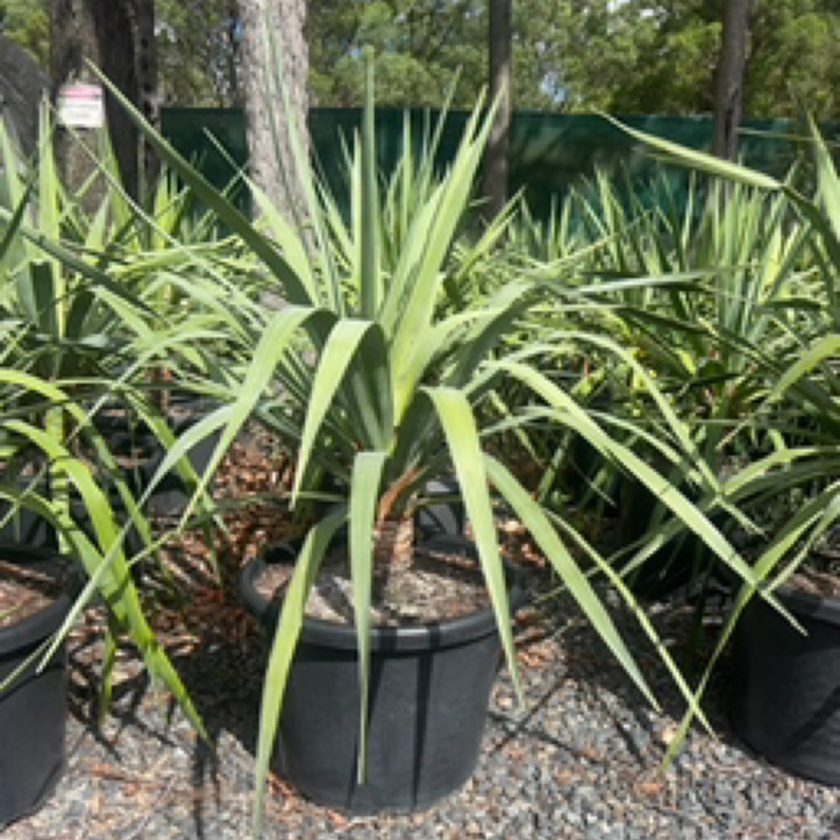 dracaena-draco-dragon-tree-southcoast-plants