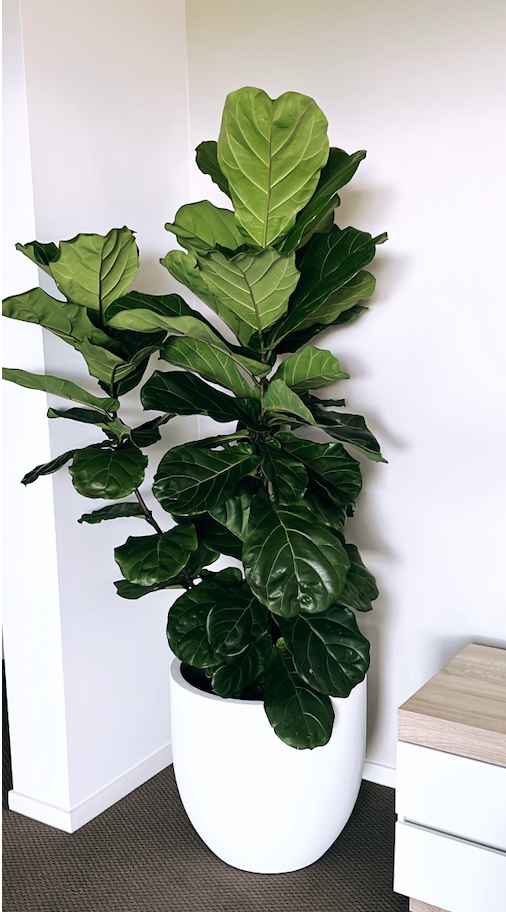 Indoor Plants 