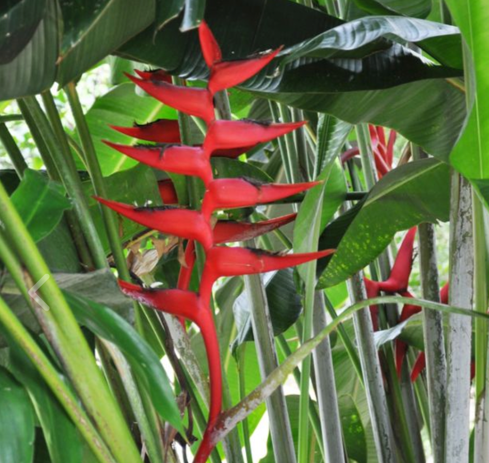 Heliconia Hot Rio 250mm | SOUTHCOAST Plants