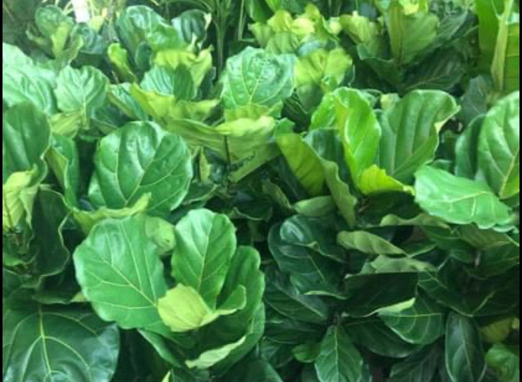 Fiddleleaf Fig