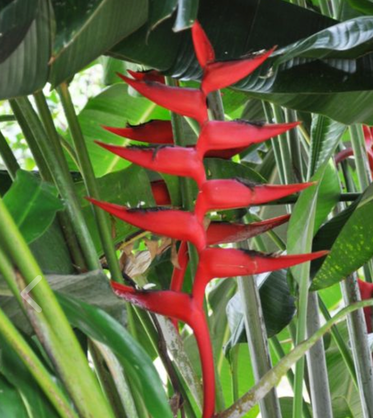 Heliconia Hot Rio Nights 400mm pots | SOUTHCOAST Plants