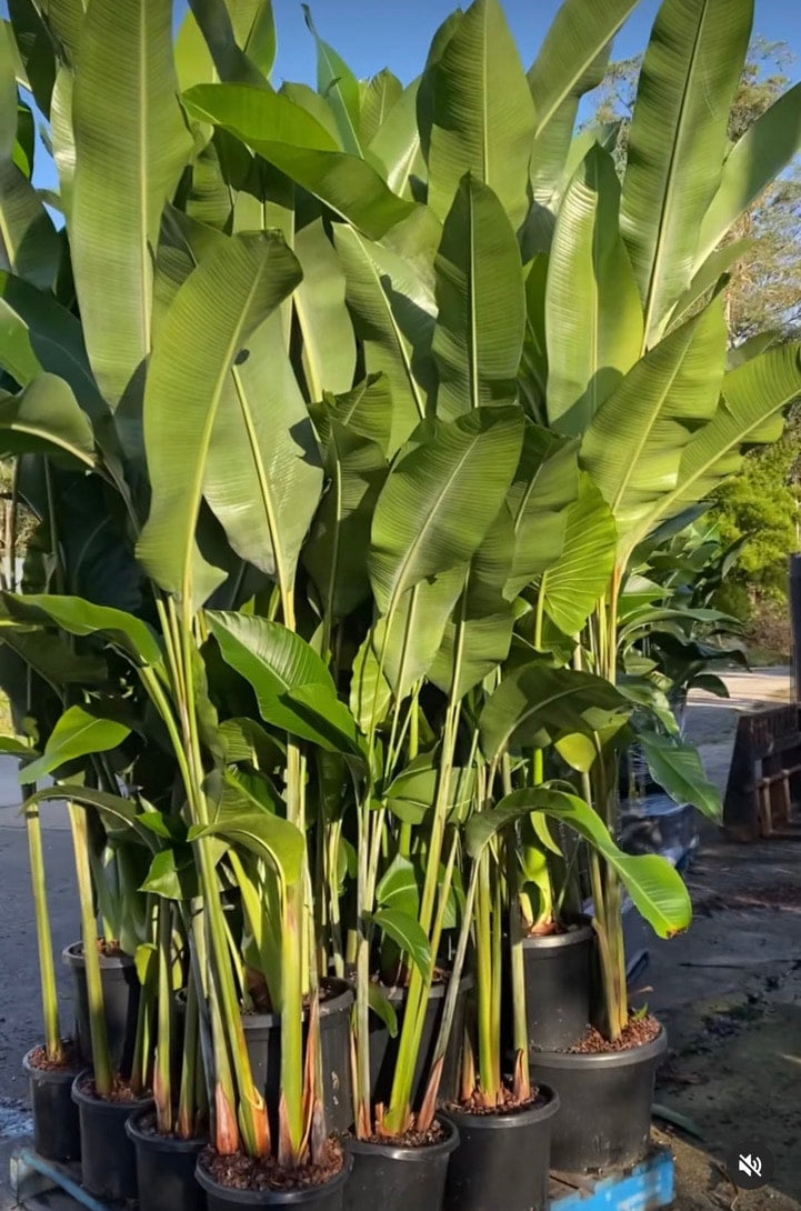 Heliconia Hot Rio 300mm pots | SOUTHCOAST Plants