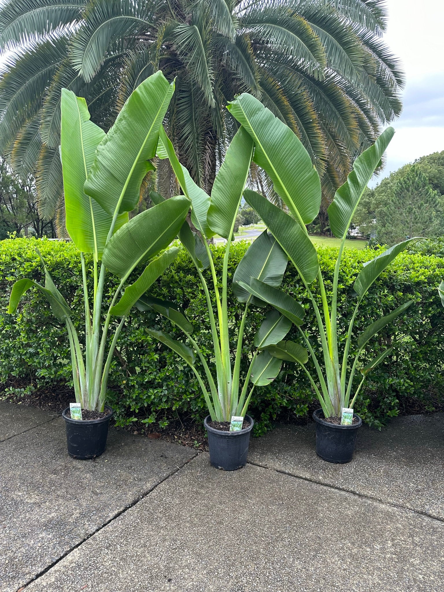 Travellers Palm | SOUTHCOAST Plants