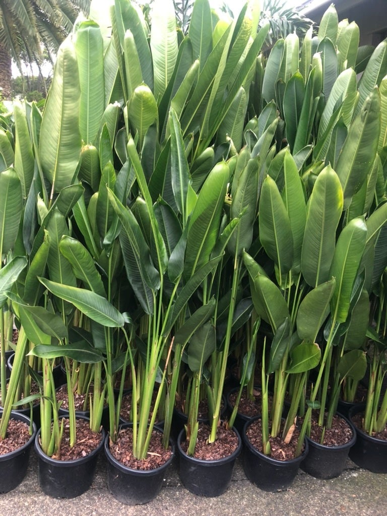 Heliconia Nickeriensis 300mm pot | SOUTHCOAST Plants