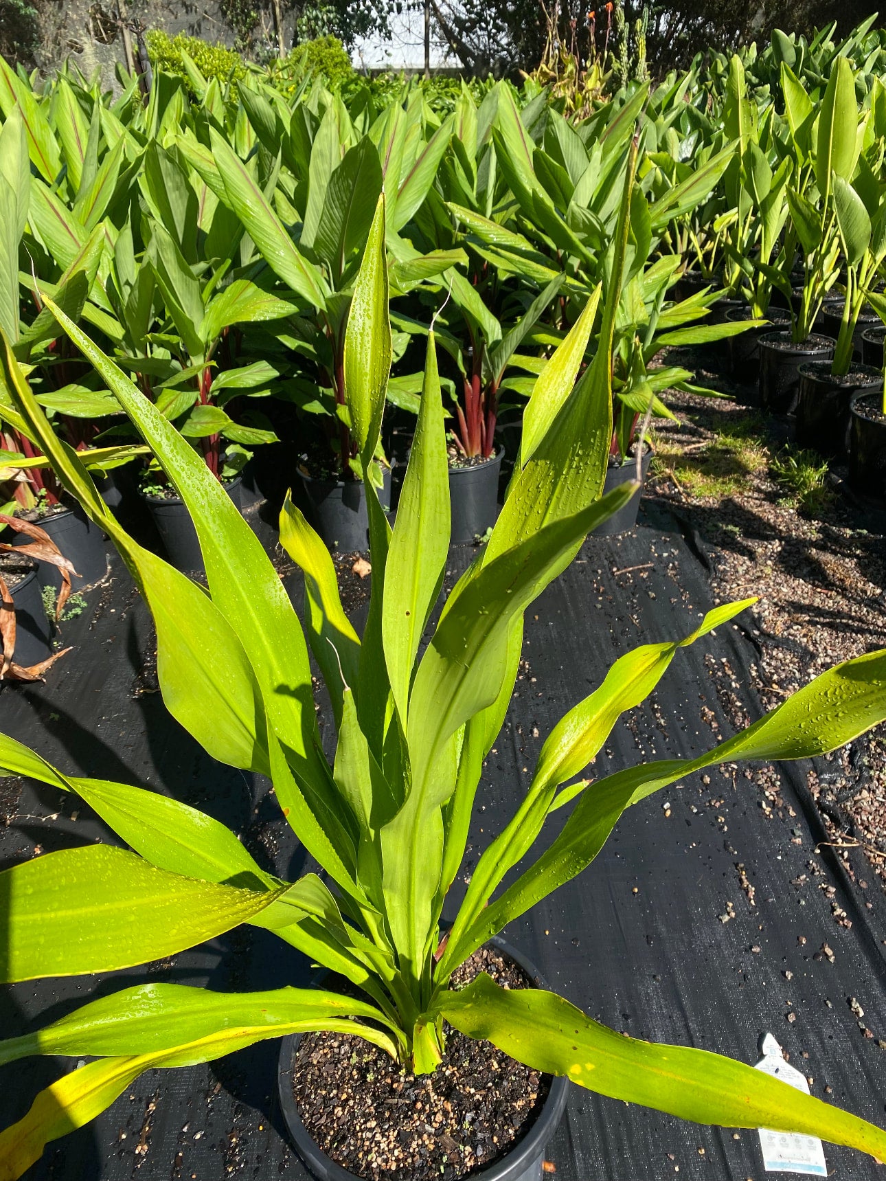 Gymea Lily 300mm SOUTHCOAST Plants
