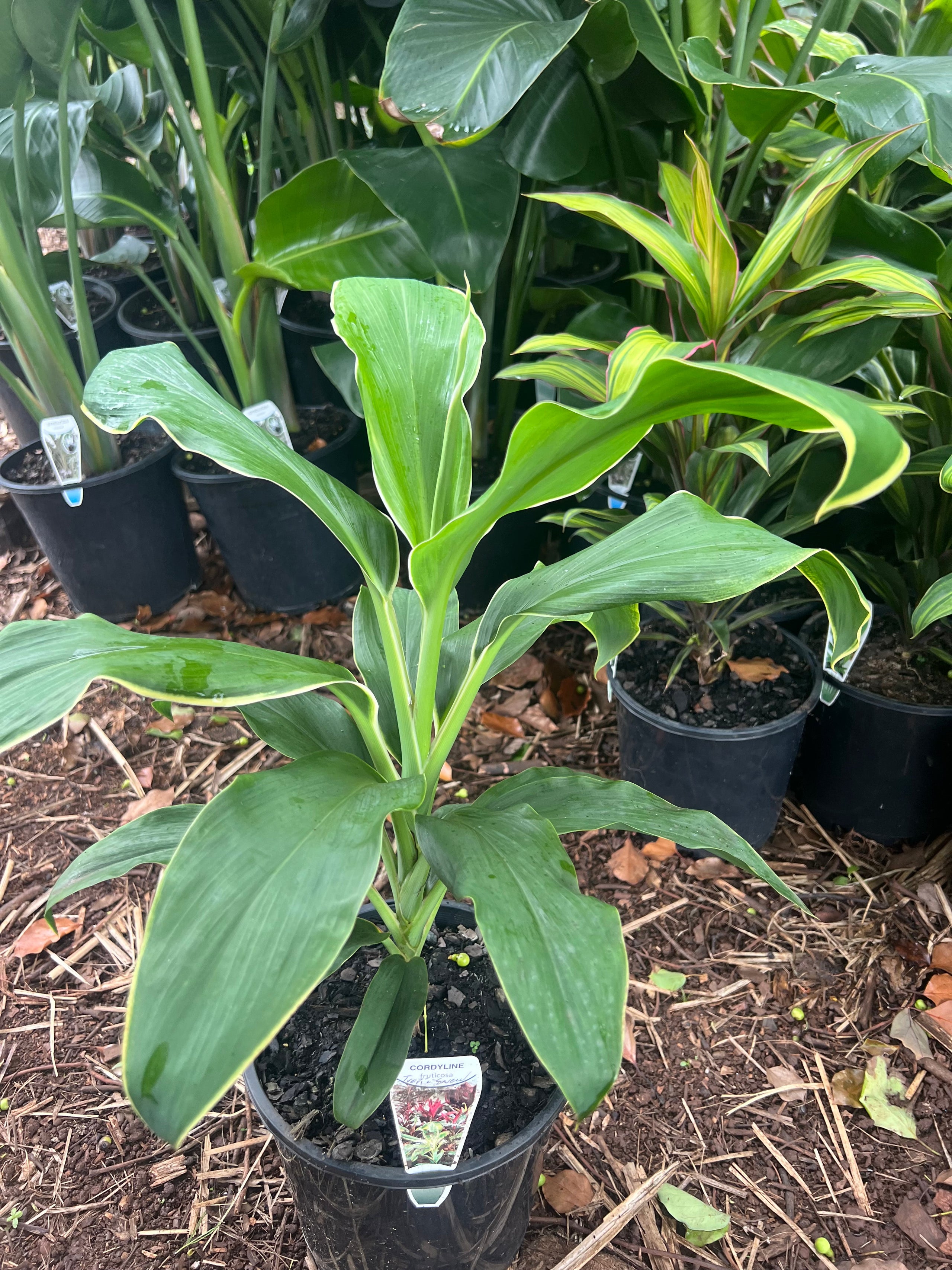 Cordyline Tropic Snow | SOUTHCOAST Plants