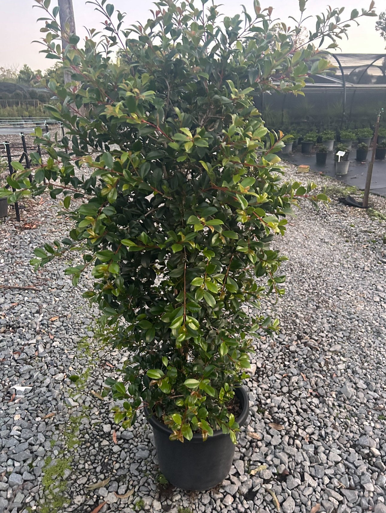 Lilly Pilly syzygium australe resilience SOUTHCOAST Plants