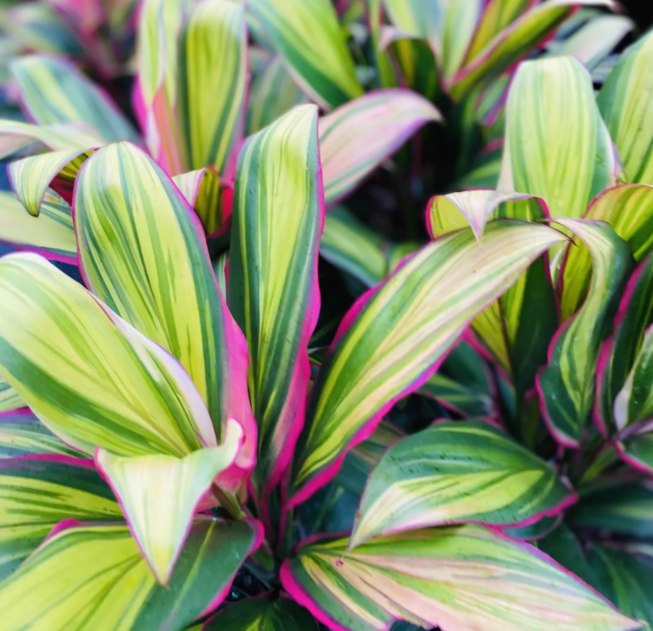 cordyline-kiwi-southcoast-plants